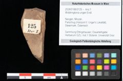 Foto (Objekt + Etikett) von Widdringtonia ungeri Endl. (NHMW-GEO-2024-0188-0125)
